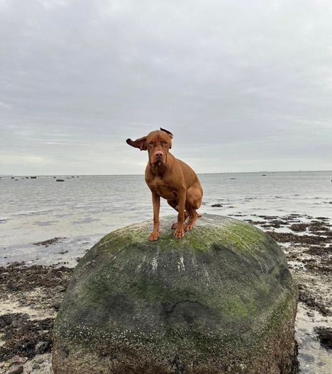 Jenni Banerjeen perheeseen kuuluu miehen ja kahden lapsen lisäksi vizsla-rotuinen Bodhi-koira. – Tämä on meidän versio Tanskan Pikku Merenneidosta, hän naurahtaa.
