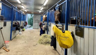 Taudit jylläävät taas – hevosalalle uusia ohjeita tarttuvien tautien ehkäisemiseen - MT Hevoset