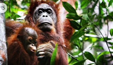 Tulvat ja maanvyörymät uhkaavat myös orankeja Indonesiassa