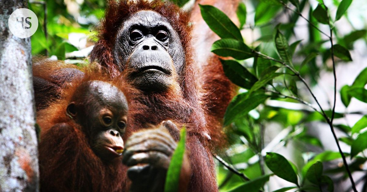 Tulvat ja maanvyörymät uhkaavat myös orankeja Indonesiassa