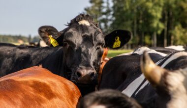 Liha ja maito ovat suomalaisen ruokaketjun ydin vielä pitkään - Pääkirjoitus