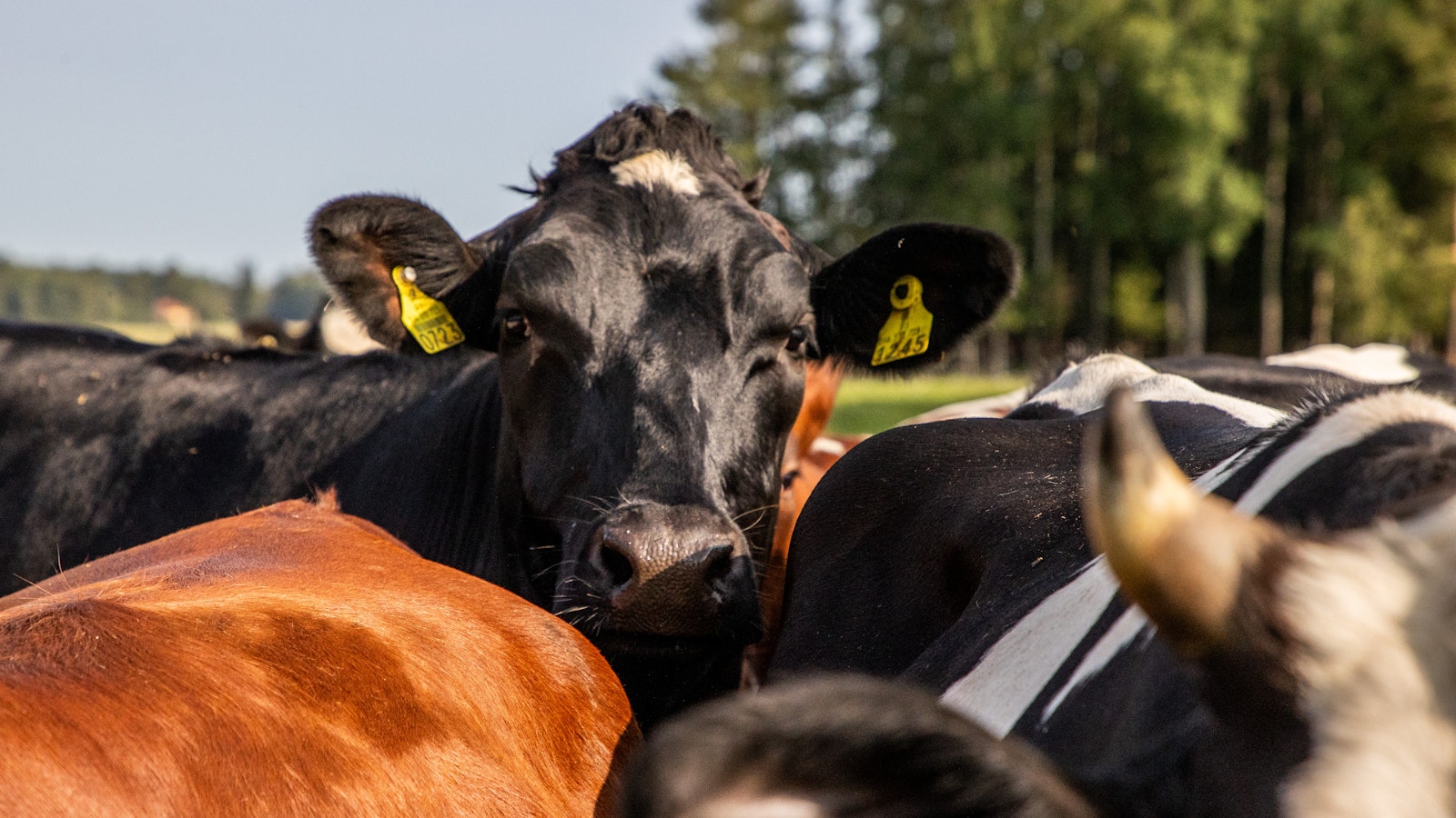 Liha ja maito ovat suomalaisen ruokaketjun ydin vielä pitkään - Pääkirjoitus