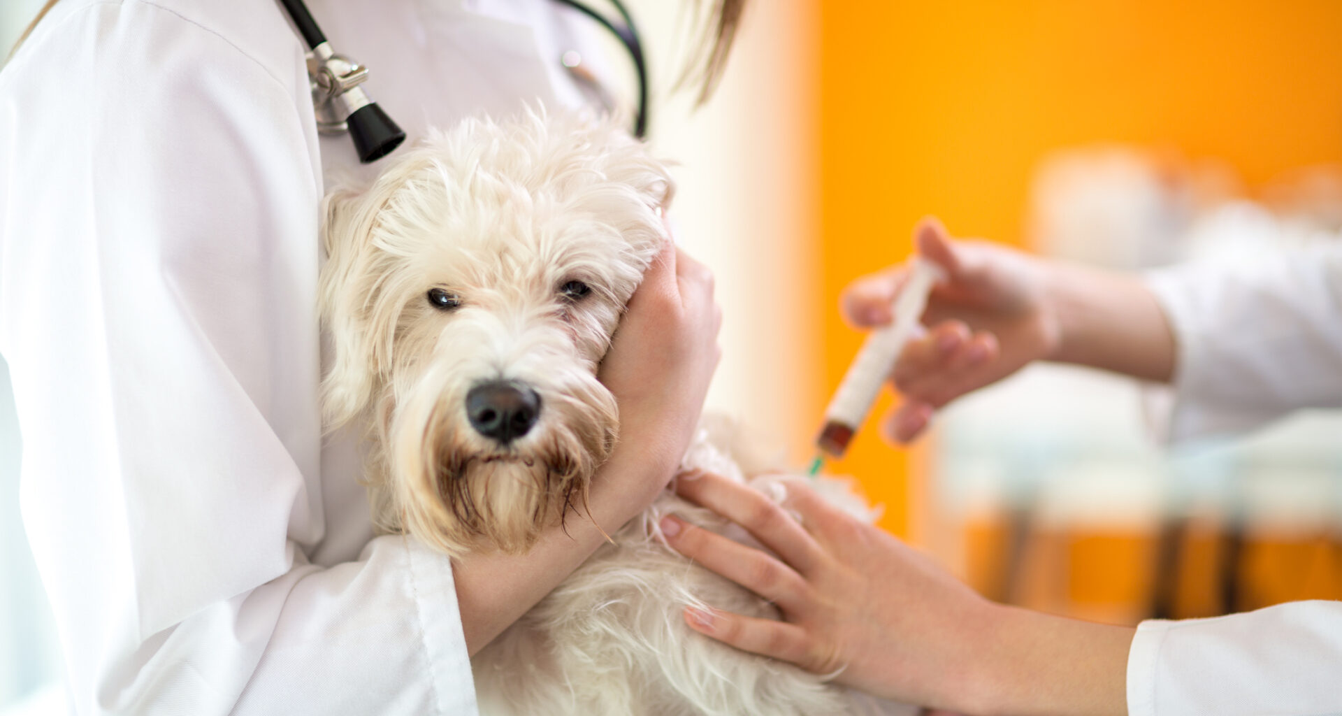 Nämä rokotteet vanha koira tarvitsee