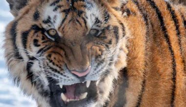 Amurintiikeri pelastui Stalinin ja Putinin kurin alla, sanoo yhdys­valtalainen tutkija | Ulkomaat