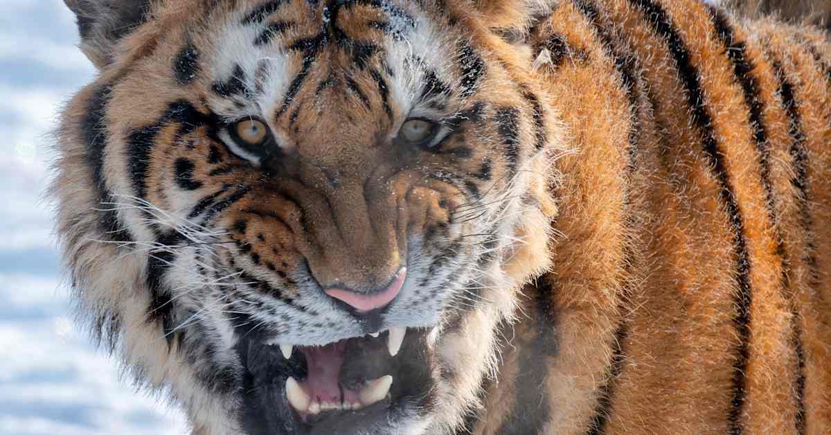 Amurintiikeri pelastui Stalinin ja Putinin kurin alla, sanoo yhdys­valtalainen tutkija | Ulkomaat