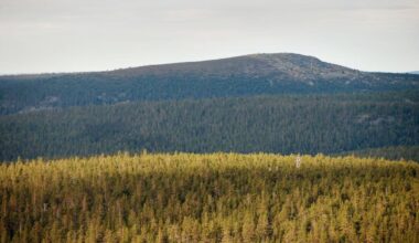 Susien ja ilvesten kaatoluvat luonnonpuistoissa peruttiin laittomina | Kotimaa