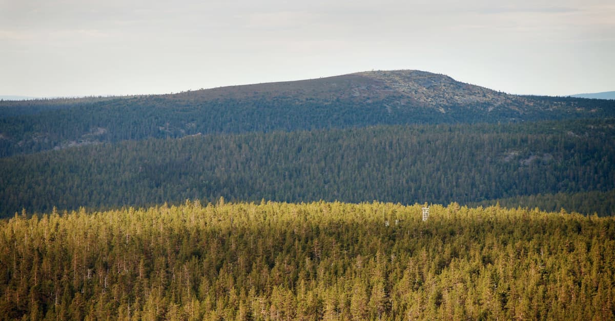 Susien ja ilvesten kaatoluvat luonnonpuistoissa peruttiin laittomina | Kotimaa