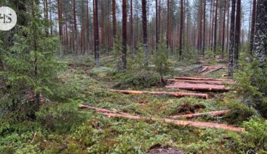 Selvitys: Ennallistamisasetus rajoittaa hakkuita Suomessa