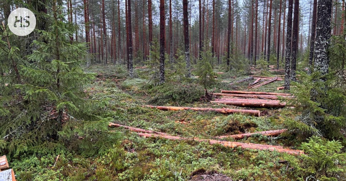 Selvitys: Ennallistamisasetus rajoittaa hakkuita Suomessa