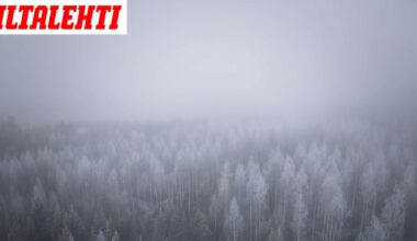 Tuore arvio: Metsät ovatkin hiilinielu
