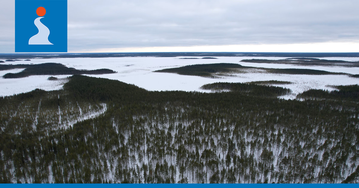Oikeus kumosi suden tappoluvat Olvassuolla – lupa rikkoi luonnonpuiston koskemattomuutta
