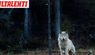 Syvästä luolasta pieneltä Itämeren saarelta löytyi todisteet susista, joita ei pitänyt olla olemassa