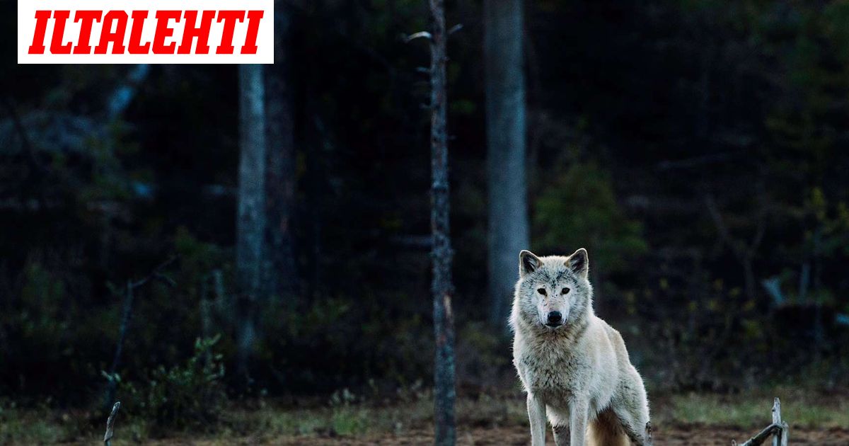 Syvästä luolasta pieneltä Itämeren saarelta löytyi todisteet susista, joita ei pitänyt olla olemassa