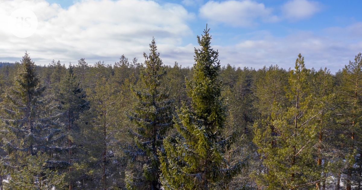 Luonnonvarakeskus kertoo, että Suomen metsät ovat taas pieni hiilinielu päästölähteen sijaan
