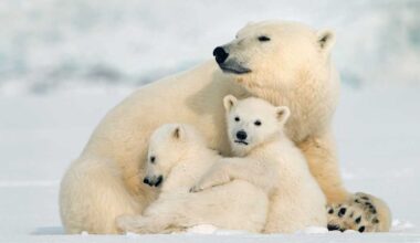 Tutkijat: Jääkarhunaaras adoptoi yksinäisen pennun Kanadassa | Uutisia lyhyesti