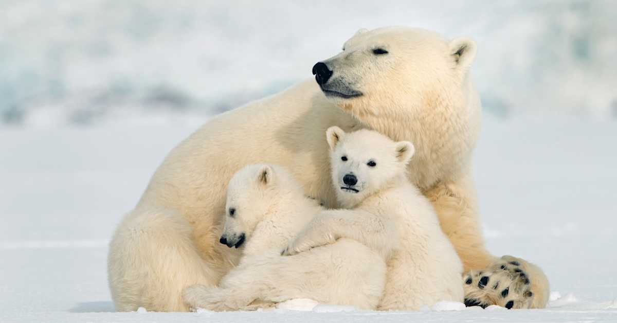 Tutkijat: Jääkarhunaaras adoptoi yksinäisen pennun Kanadassa | Uutisia lyhyesti
