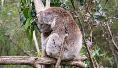 Nirsot koalat saavat apua taivaalta – ilmakuvat paljastavat, missä kasvaa pussikarhuille kelpaavaa eukalyptusta | Ulkomaat