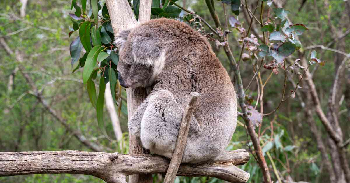 Nirsot koalat saavat apua taivaalta – ilmakuvat paljastavat, missä kasvaa pussikarhuille kelpaavaa eukalyptusta | Ulkomaat