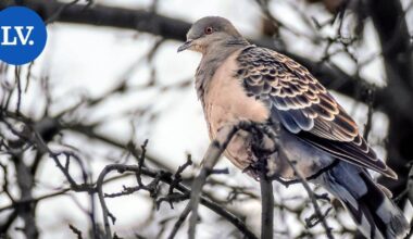 Luonto | Idänturturikyyhky lennähti jälleen Suomeen | Paikalliset