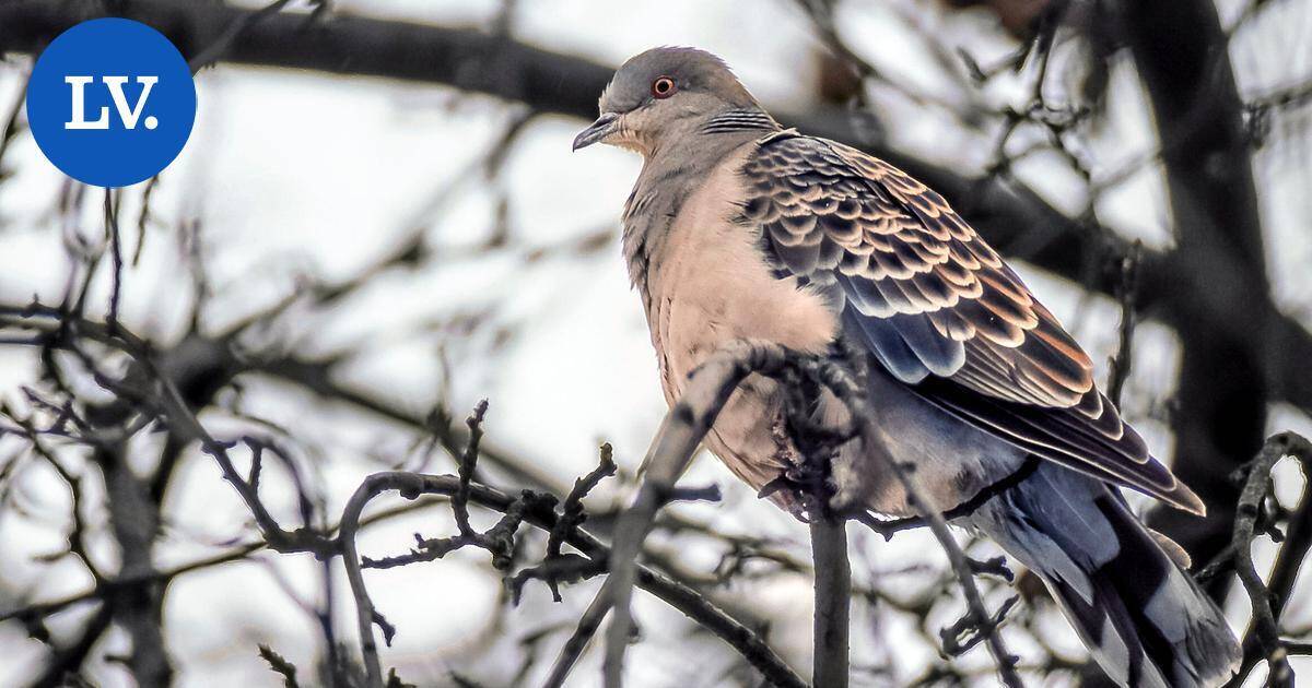 Luonto | Idänturturikyyhky lennähti jälleen Suomeen | Paikalliset