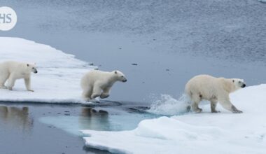 Tutkijat hämmästyivät: Jääkarhuemo otti hoiviinsa toisen emon pennun