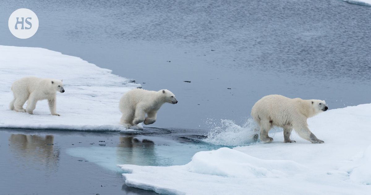 Tutkijat hämmästyivät: Jääkarhuemo otti hoiviinsa toisen emon pennun