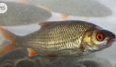 Suomen vesistöihin päätyy jätevesien kautta vuosittain satoja kiloja lääkeaineita