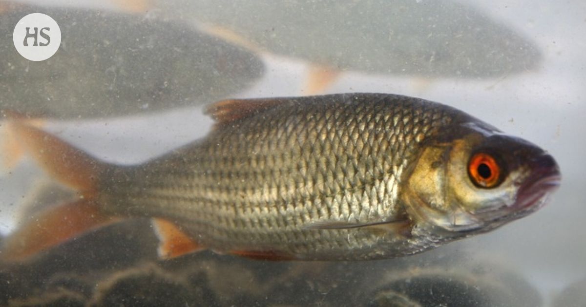 Suomen vesistöihin päätyy jätevesien kautta vuosittain satoja kiloja lääkeaineita