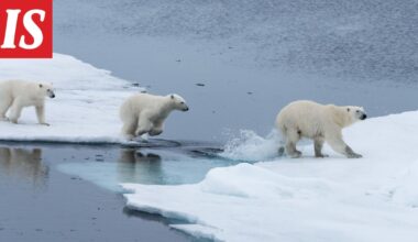 Tutkijat ihmeissään: Jääkarhuemo adoptoi toisen emon pennun