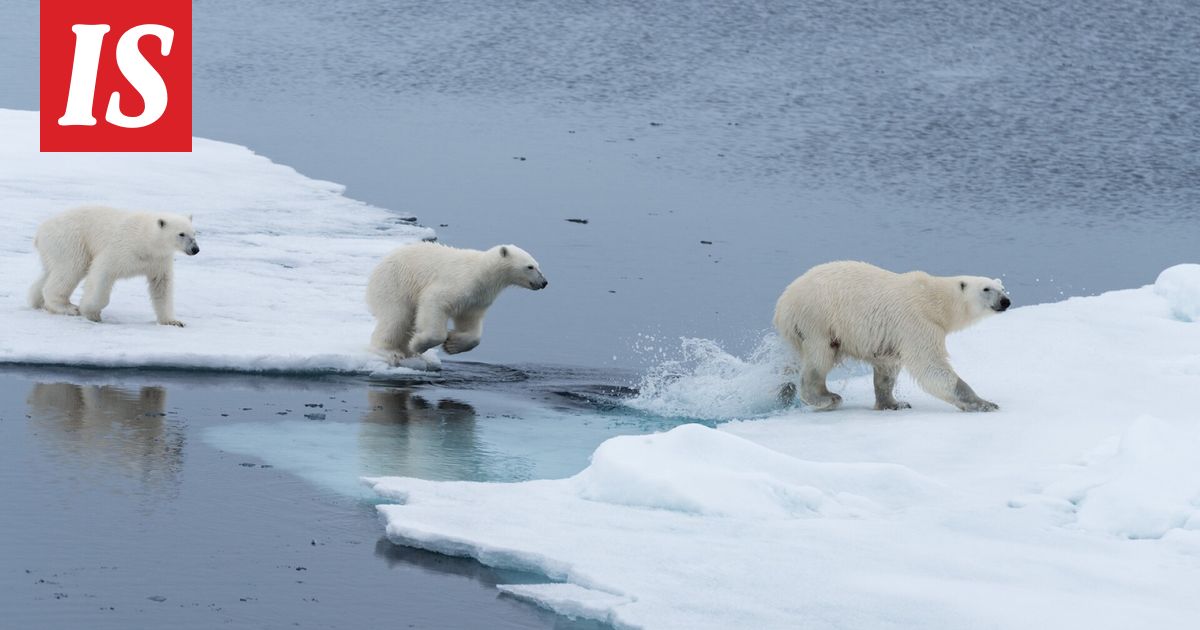 Tutkijat ihmeissään: Jääkarhuemo adoptoi toisen emon pennun