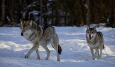 Kivesjärven susireviirin uudesta laumasta ei ole saatu varmuutta – havainnot keskittyvät nyt Paltamoon | Kainuu
