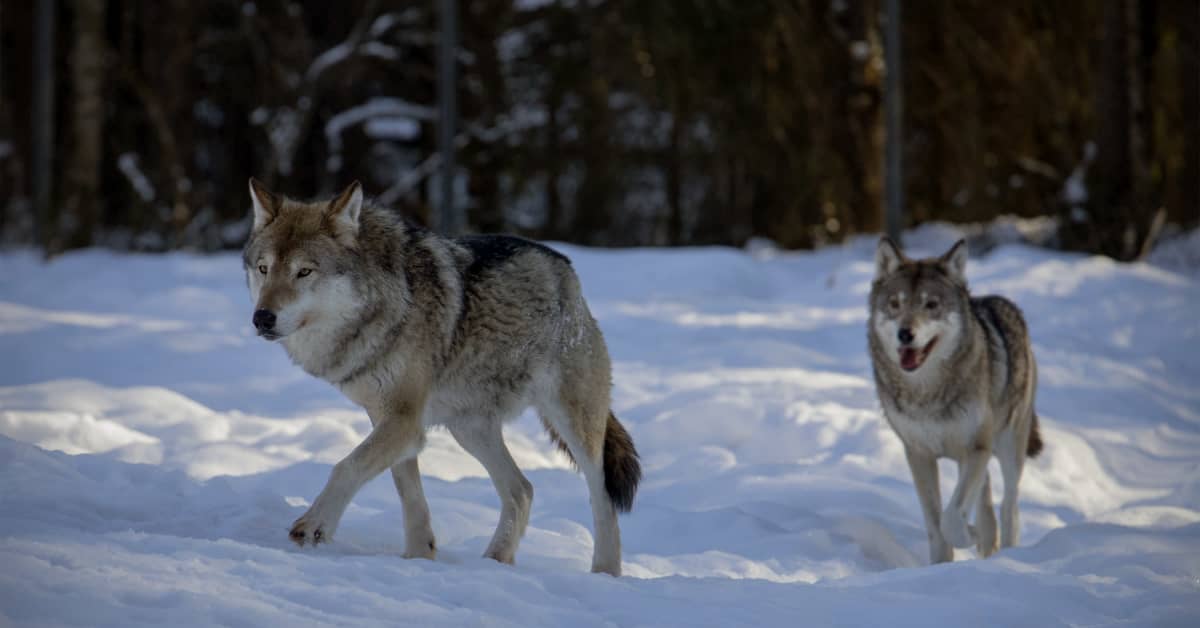Kivesjärven susireviirin uudesta laumasta ei ole saatu varmuutta – havainnot keskittyvät nyt Paltamoon | Kainuu