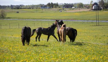 Hevosopiston pelloille rakentuvan kosteikon vaikutukset ulottuvat Ypäjältä aina Itämerelle saakka | Kanta-Häme