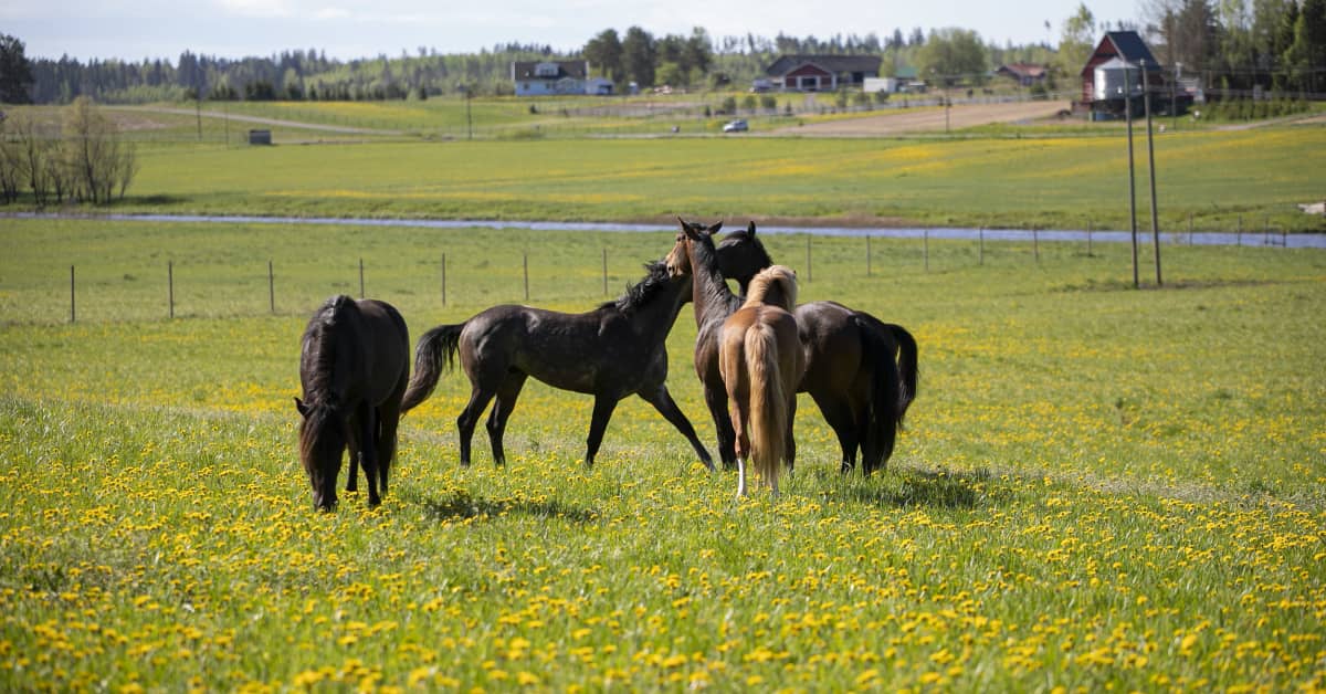 Hevosopiston pelloille rakentuvan kosteikon vaikutukset ulottuvat Ypäjältä aina Itämerelle saakka | Kanta-Häme