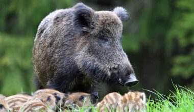 Eduskunta antoi joulurahaa myös sikaruton torjuntaan – jaetaan villisikojen metsästykseen | Pohjanmaa