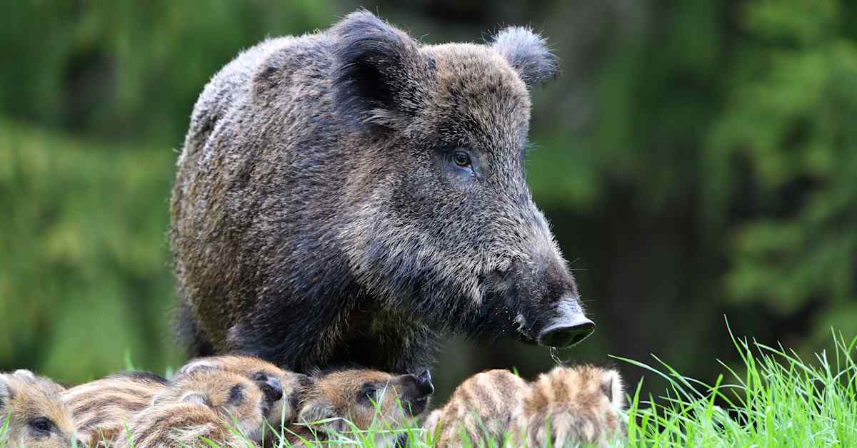 Eduskunta antoi joulurahaa myös sikaruton torjuntaan – jaetaan villisikojen metsästykseen | Pohjanmaa