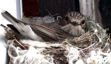 Ympäristöministeriö valmistelee lakimuutosta, joka lieventää lintujen häirintää koskevaa kieltoa