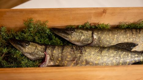 Korpo Kulturgille rf luovutti presidenttiparille kaksi kappaletta jouluhaukia.