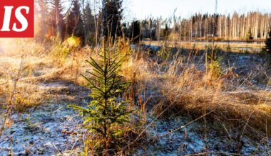 Tältä näyttää joulun sää – osassa maata aineksia auringonpilkahduksiin