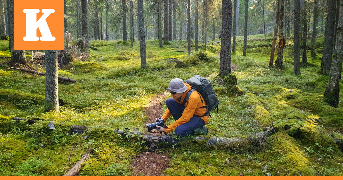 Teemu Saloriutta päätti löytää pisimmän mahdollisen vaelluksen luonnonmetsissä – 200 kilometrin tutkimusmatkalla hän tajusi, että metsillä on toivoa