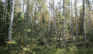 Suomen metsien väitettiin olevan päästölähde, mutta uudet tiedot kertovat muuta – tästä on kyse | Kotimaa