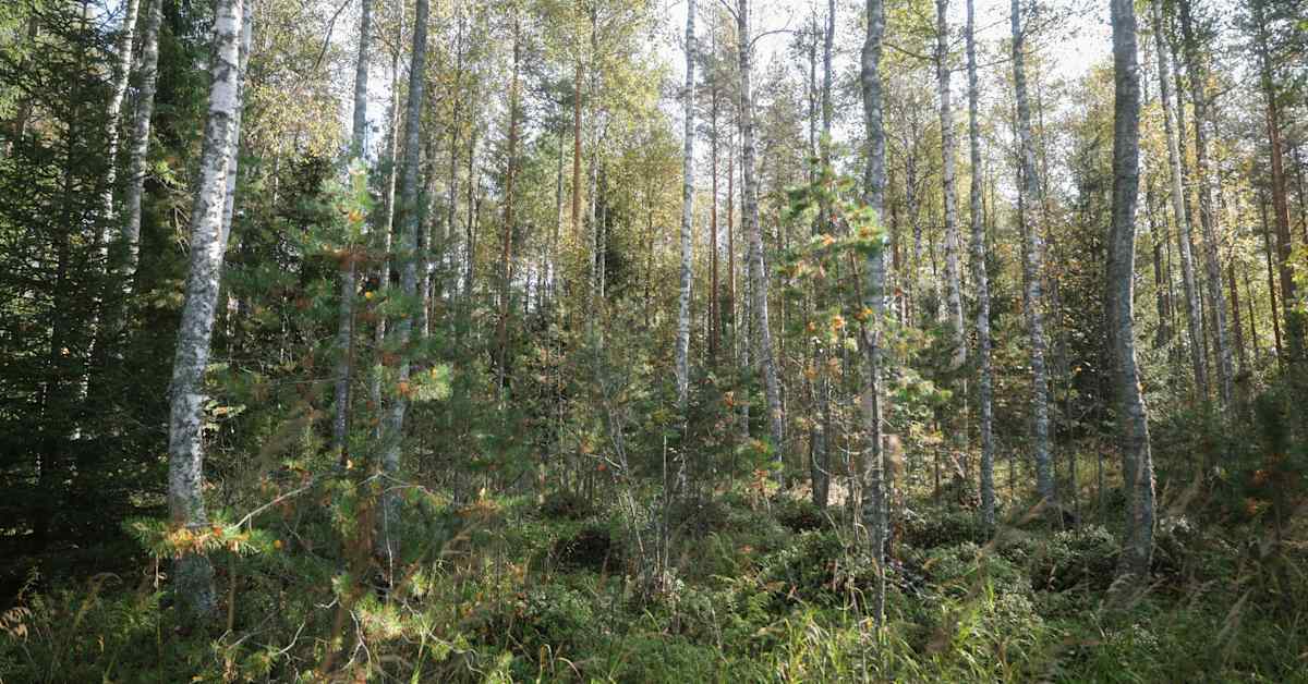 Suomen metsien väitettiin olevan päästölähde, mutta uudet tiedot kertovat muuta – tästä on kyse | Kotimaa