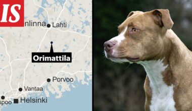 IL: Amstaffi hyökkäsi 11-vuotiaan tytön ja tämän koiran kimppuun karmein seurauksin
