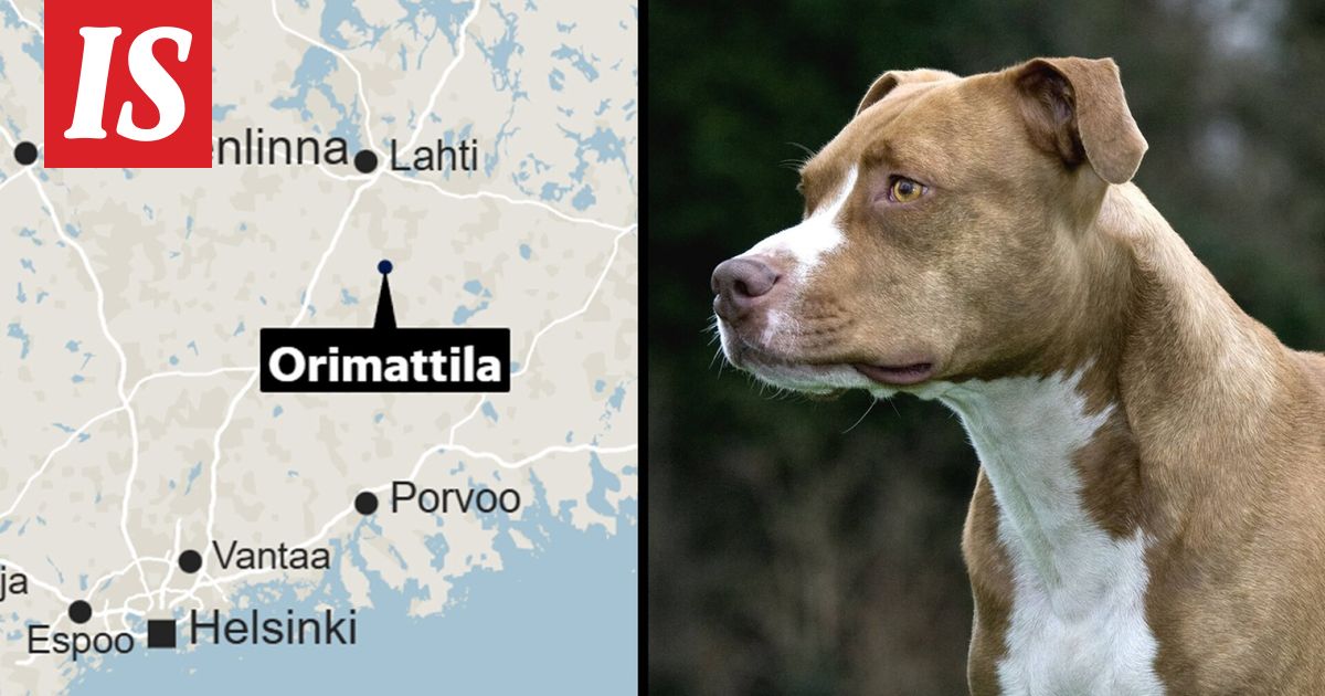 IL: Amstaffi hyökkäsi 11-vuotiaan tytön ja tämän koiran kimppuun karmein seurauksin