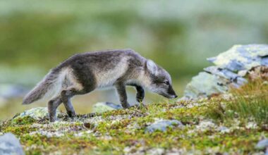 Naalien määrä vähentyi viime vuodesta, mutta pitkän aikavälin suunta on ylöspäin | Lappi