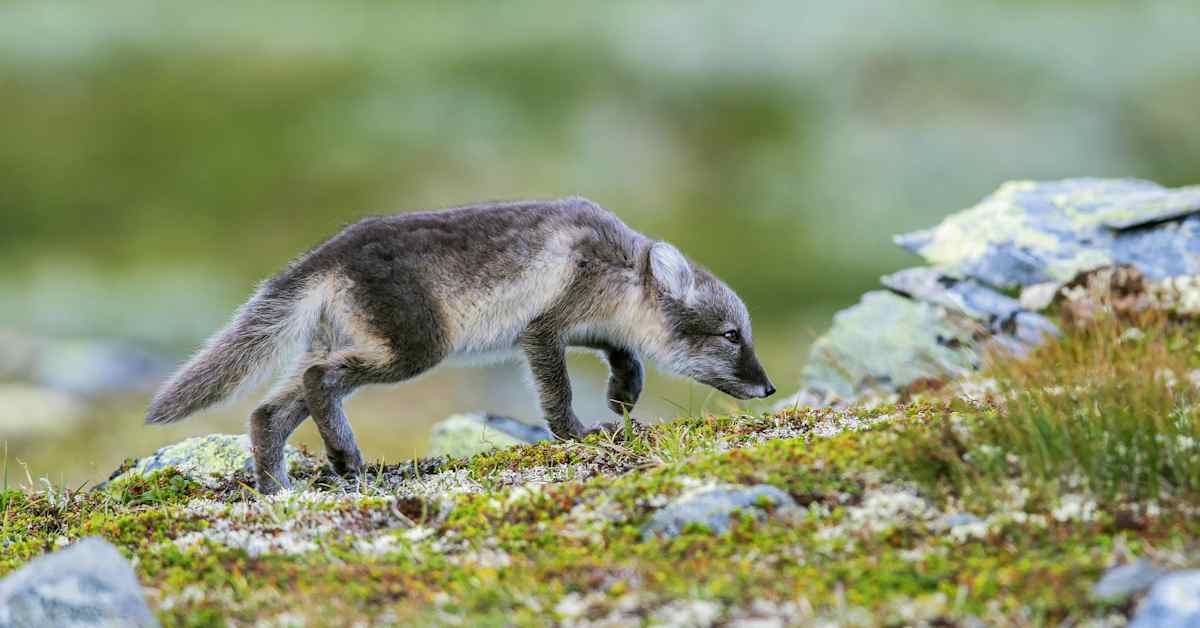 Naalien määrä vähentyi viime vuodesta, mutta pitkän aikavälin suunta on ylöspäin | Lappi