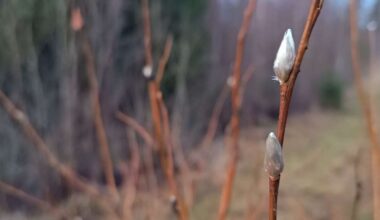 Pajunkissoja on tallentunut kuviin jo ainakin Liedossa ja Uuraisilla – onko sinulla poikkeuksellisia luontohavaintoja? | Uutisia lyhyesti
