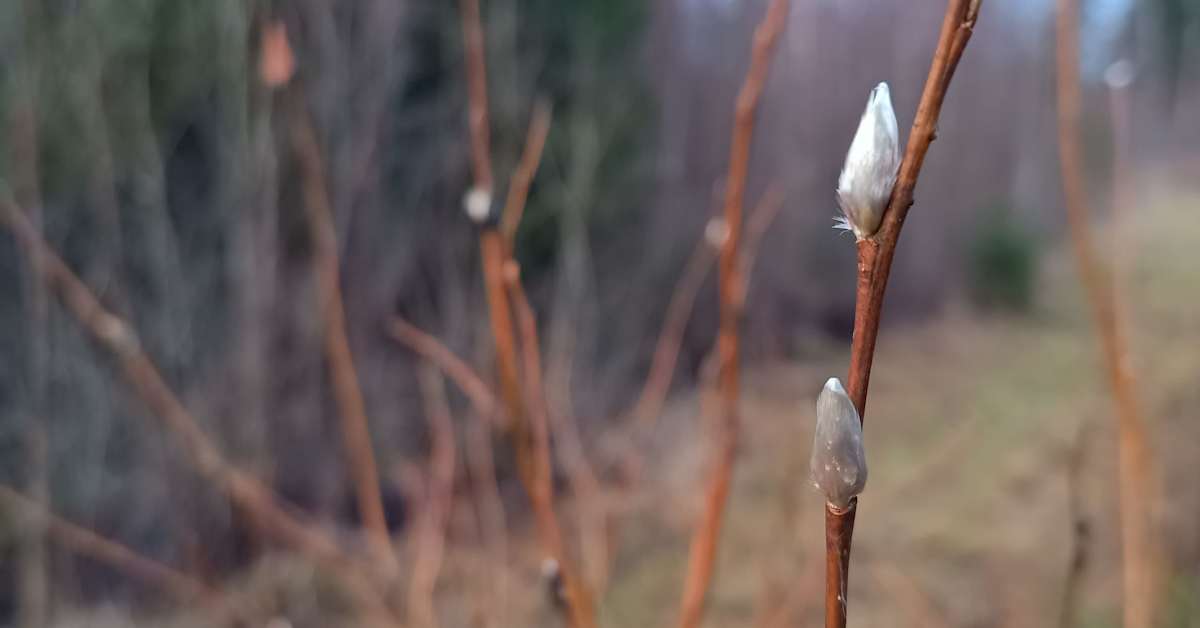 Pajunkissoja on tallentunut kuviin jo ainakin Liedossa ja Uuraisilla – onko sinulla poikkeuksellisia luontohavaintoja? | Uutisia lyhyesti