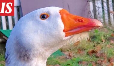 Lemmenkipeä Hupsu etsi seuraa tositarkoituksella – heti tärppäsi, nyt jo kylvetty