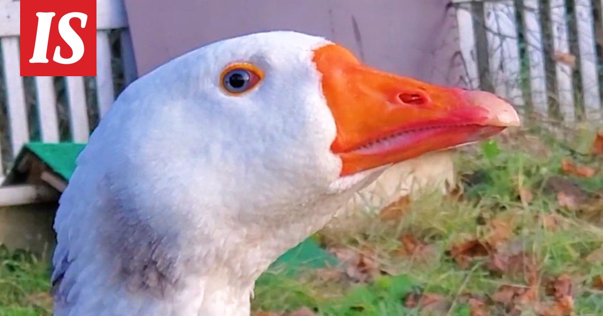 Lemmenkipeä Hupsu etsi seuraa tositarkoituksella – heti tärppäsi, nyt jo kylvetty